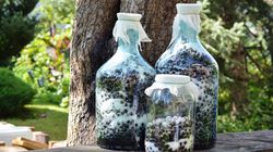 Polska bomba antyoksydacyjna. Wspiera zdrowie serca, jelit i odporność