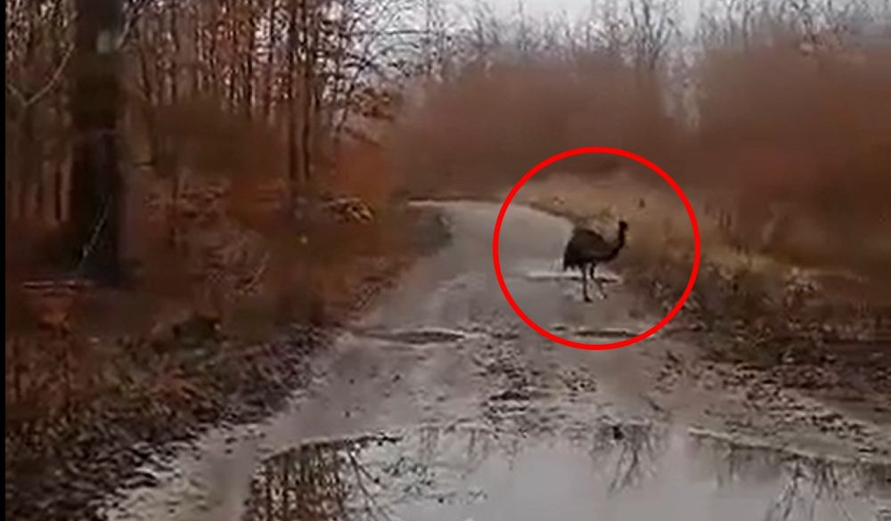 Nietypowy uciekinier zamieszkał w lesie pod Szczecinem. "Ani myśli wracać do domu"