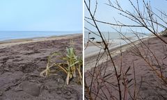 Niezwykły widok w Mielnie. Są zdjęcia z plaży