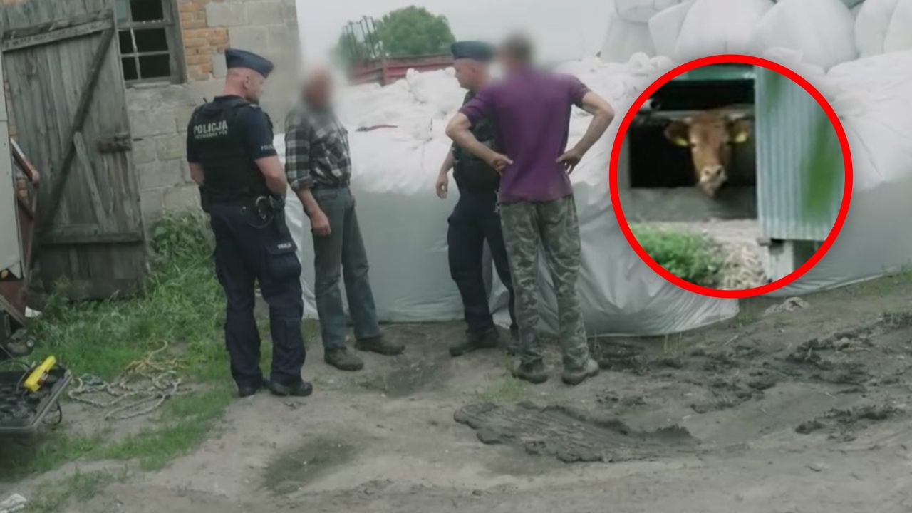 Policyjny spór o krowę. "Chodź pan, to panu pokaże"
