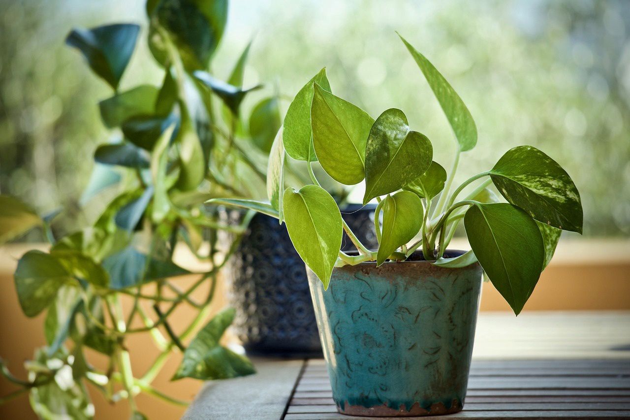Boost your houseplant growth with a simple homemade combo: how to care and fertilizer Epipremnum