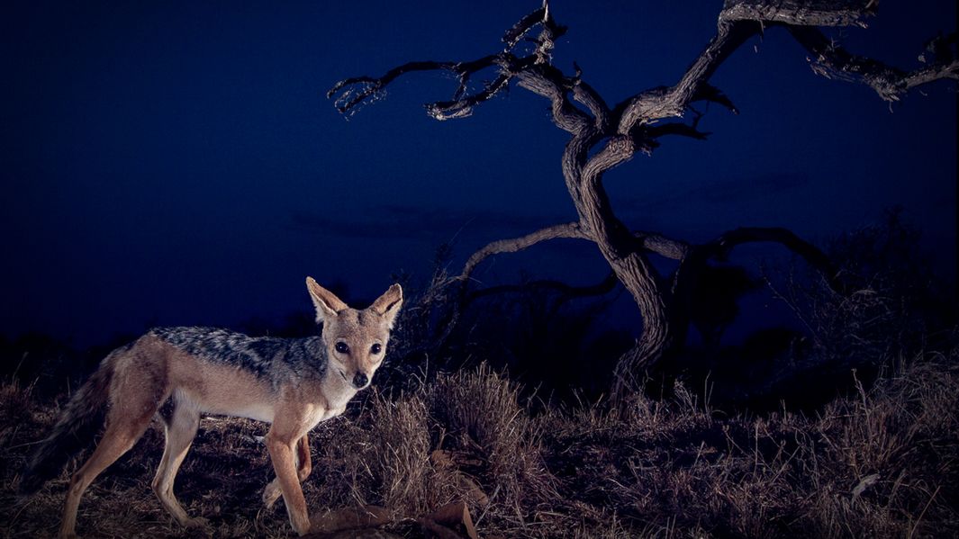 Jonny Armstrong fotografuje zwierzęta, kiedy najmniej się tego spodziewają 1