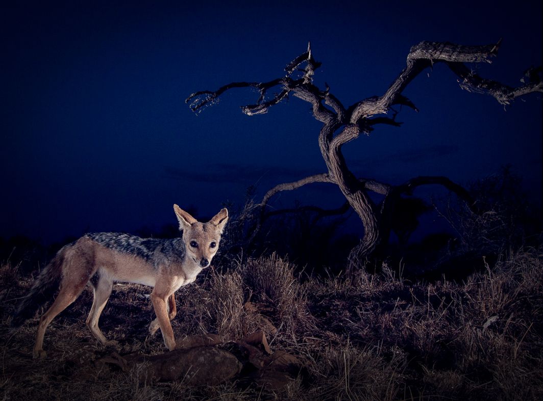 Jonny Armstrong fotografuje zwierzęta, kiedy najmniej się tego spodziewają