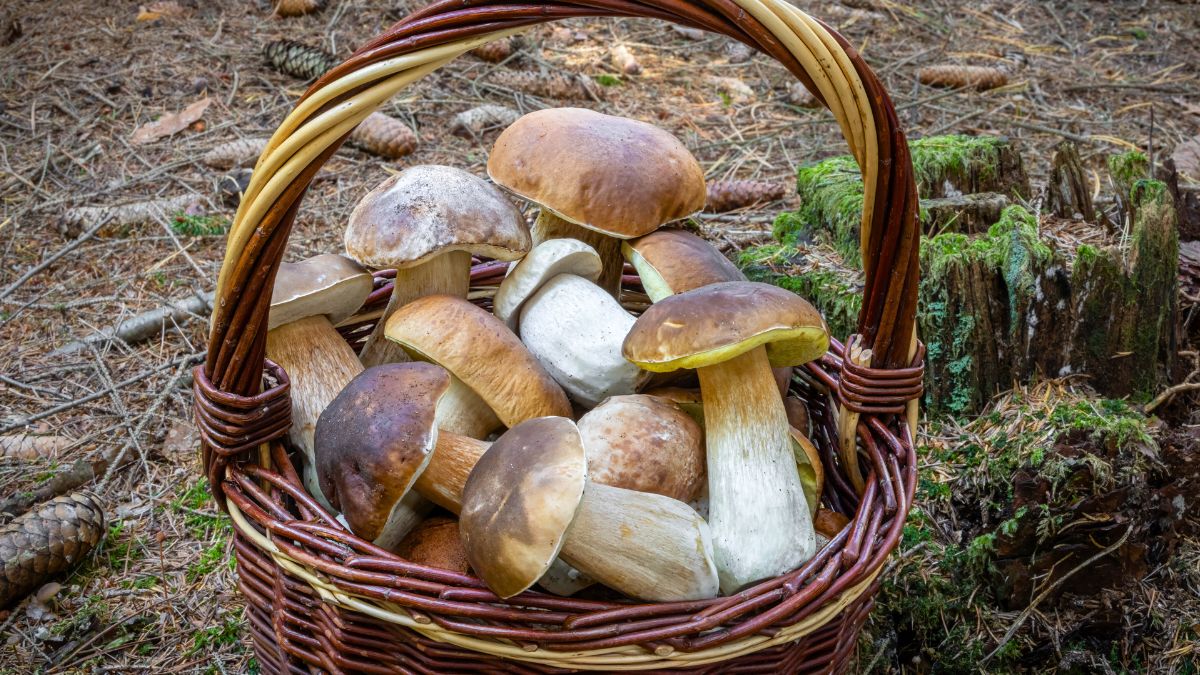 Grzybobranie może zakończyć się mandatem