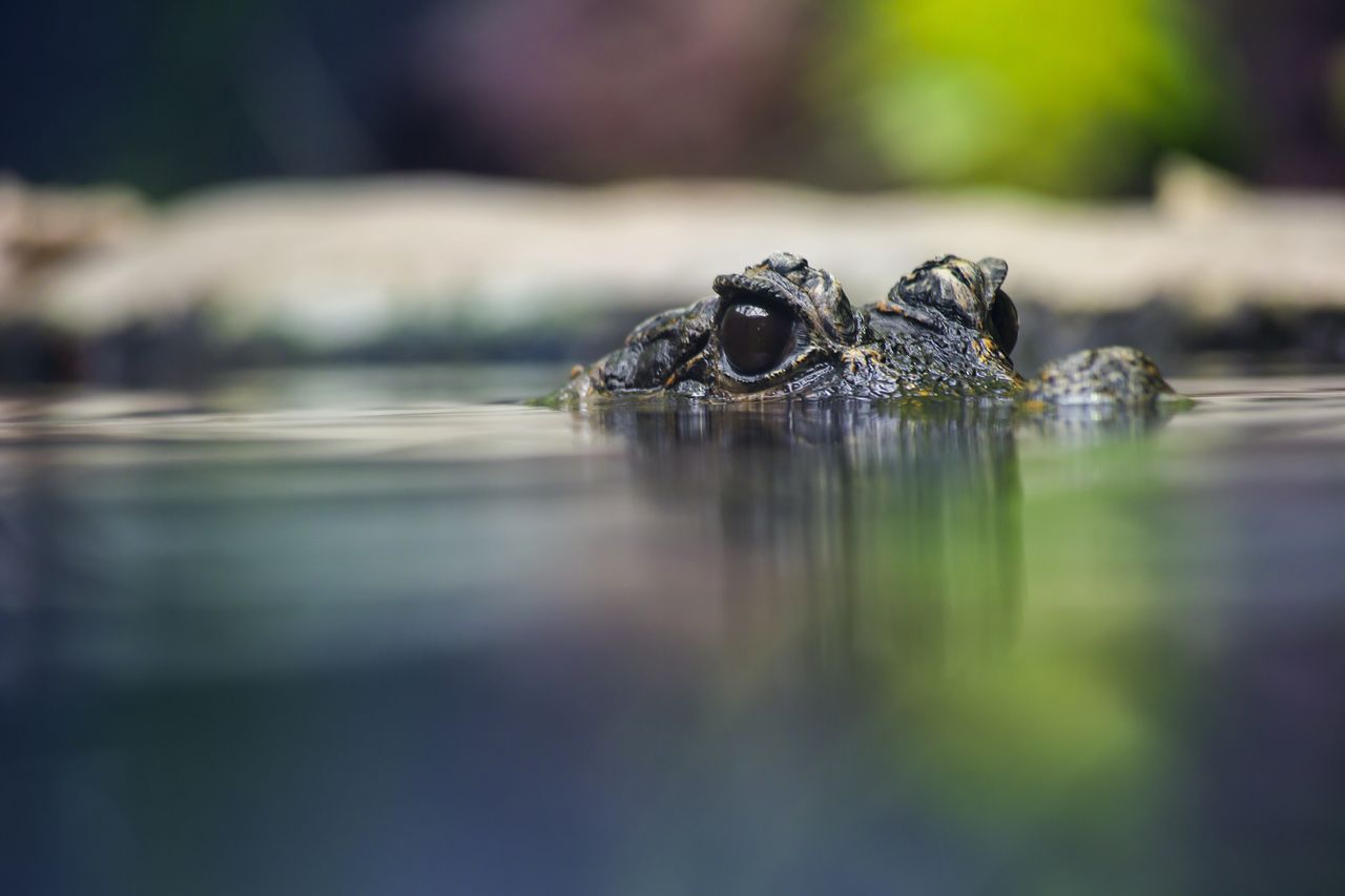 Australian girl missing, human remains found in crocodile territory