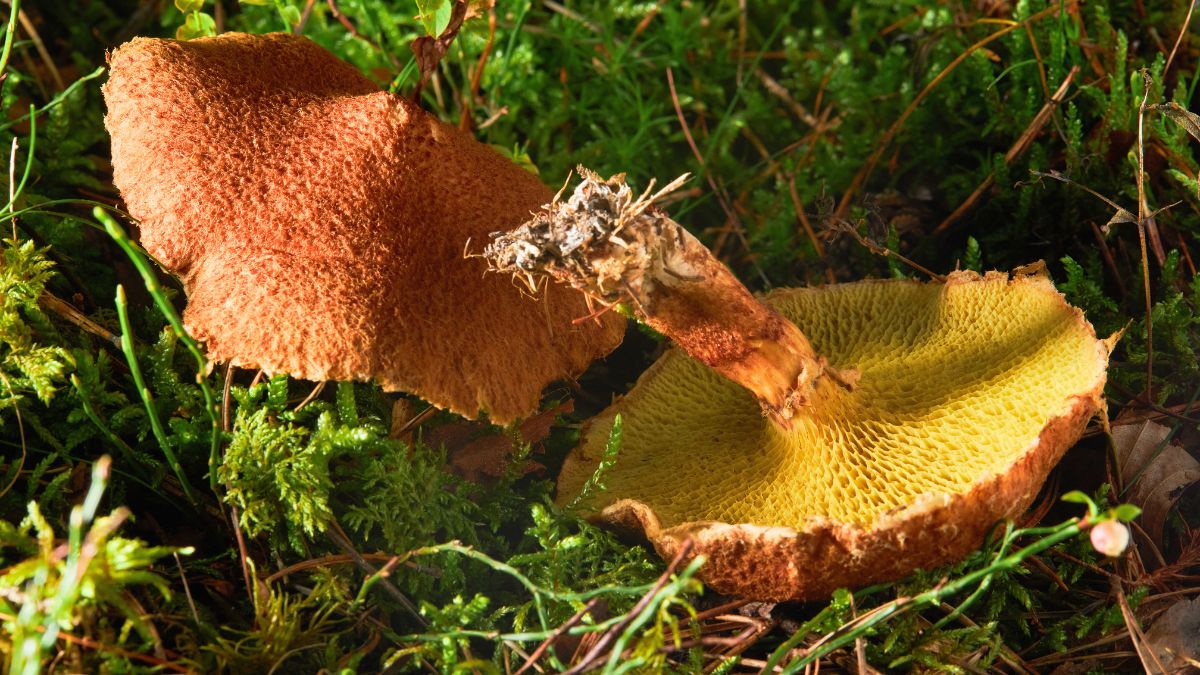 Znalazła absolutnie rzadkiego grzyba. Natychmiast chwyciła za telefon