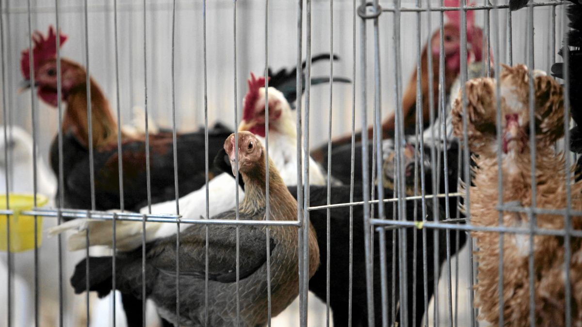 Rzecznik rządu zapowiedział kontrole drobiu w Polsce 