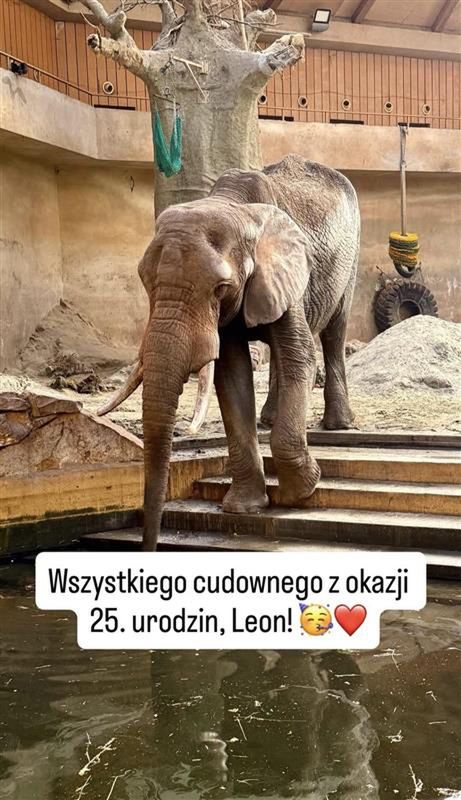 Słoń Leon zachwyca swoim wyglądem