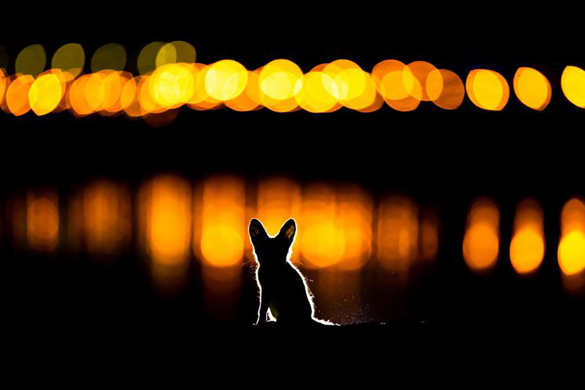 Najpiękniejsze zdjęcia przyrody w konkursie GDT Nature Photographer of the Year 5