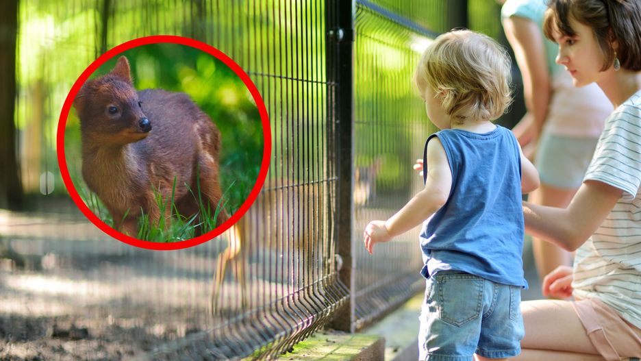 Pudu z warszawskiego zoo podbija internet 