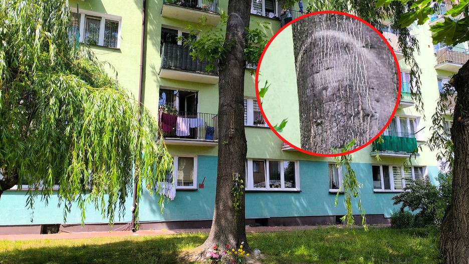 Drzewo w Parczewie