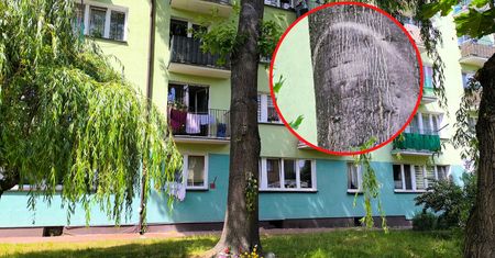 "Nigdy nie było". Przyjeżdżali zobaczyć "cud" na drzewie, co teraz?