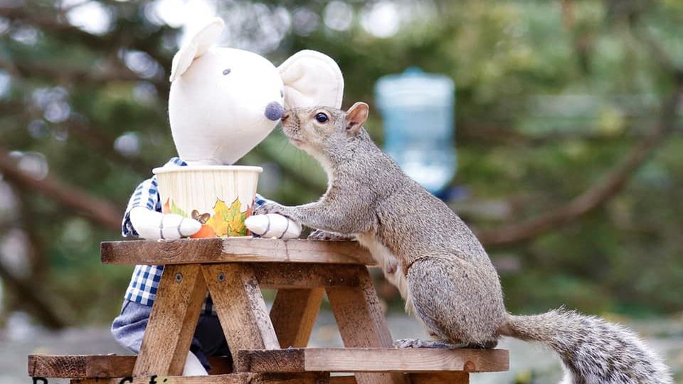 Rosie's Café to kawiarnia dla wiewiórek. Oto zdjęcia zadowolonych klientów!