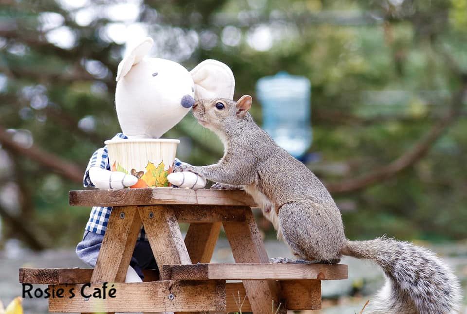 Wiewiórki to jej pasja. Zbudowała dla nich miniaturową kawiarnię