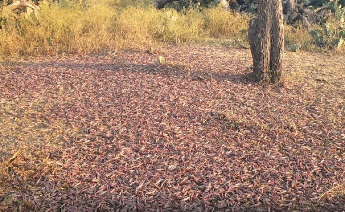 Wyniszczająca plaga. Tylu owadów nie widzieli od 25 lat