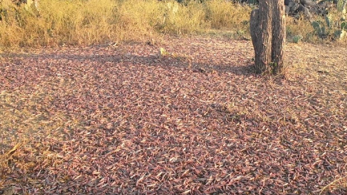 szarańcza w Etiopii