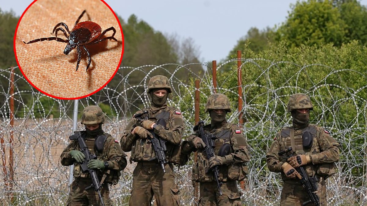 Czy kleszcze to problem polskiej armii? 