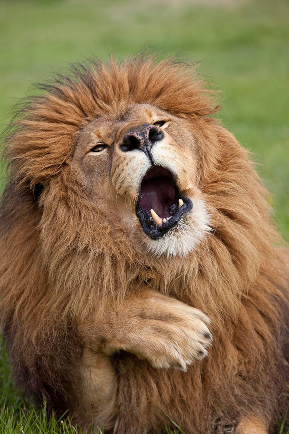 Dzikie zwierzęta wcale nie są takie straszne. Oto najzabawniejsze zdjęcia z konkursu Comedy Wildlife Photography Award 5