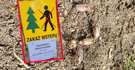 Zakaz wstępu do lasu w tych obszarach. Trwa inwazja chrząszcza majowego