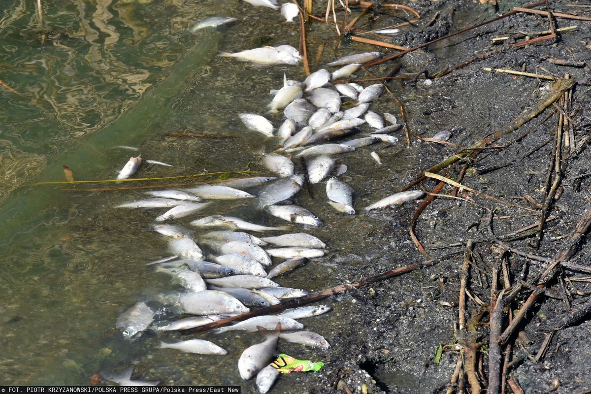 100 tys. martwych ryb wyrzuconych do morza. Francuskie władze wszczynają śledztwo
