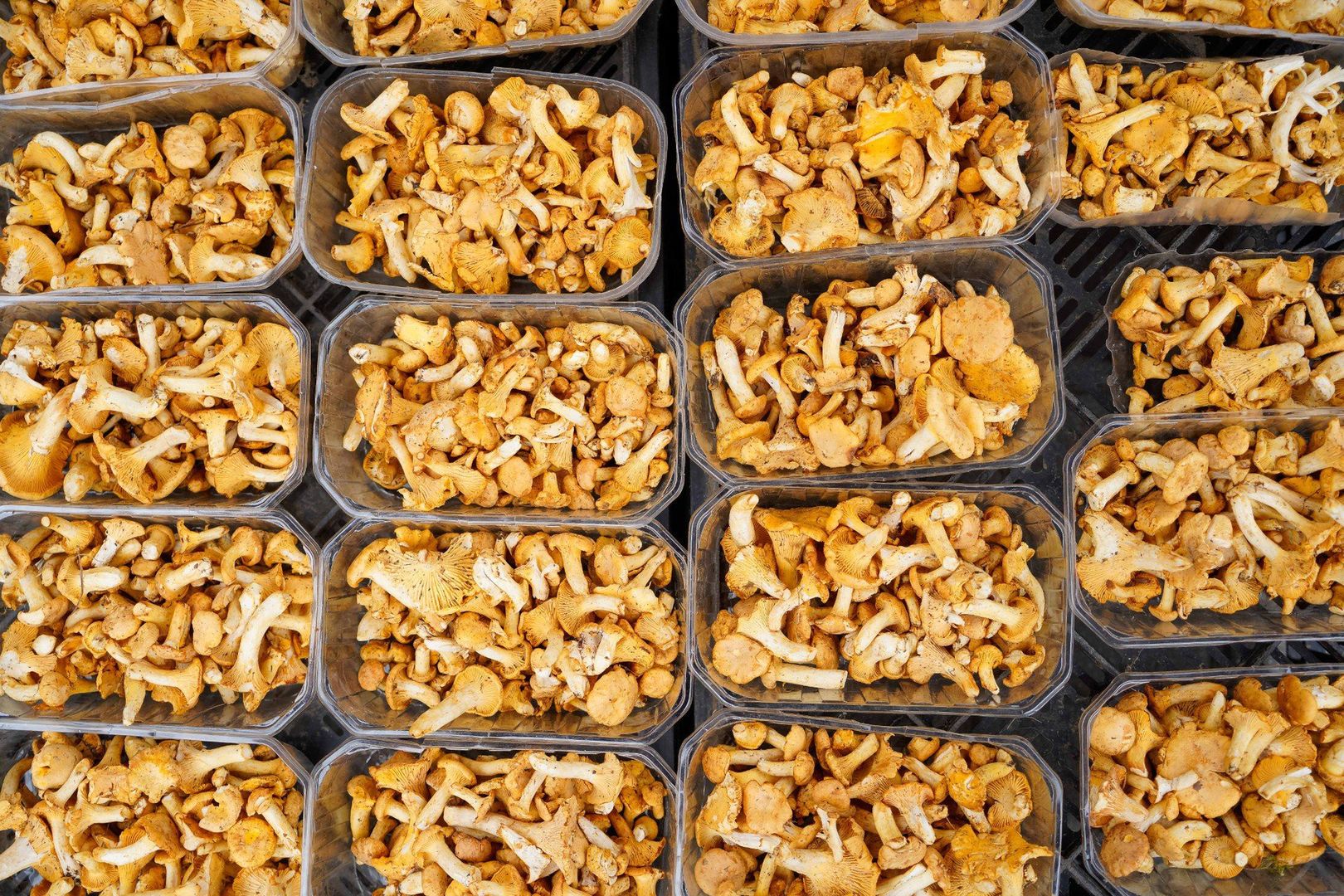 Na targowiskach grzyby najczęściej sprzedaje się w pojemnikach, u zbieraczy jest możliwość zamówienia kilograma lub większej ilości.