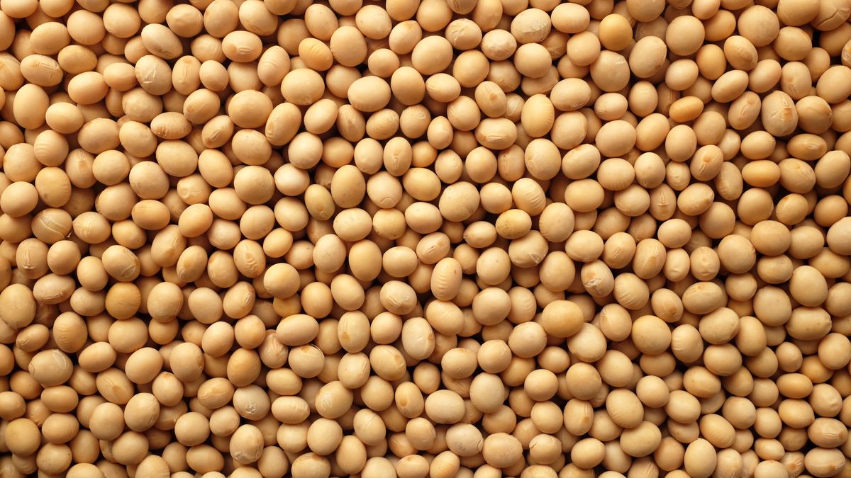 Soja i jej właściwości