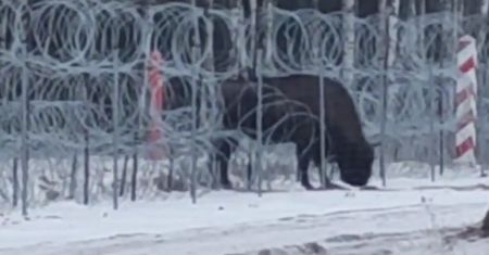Żubr nie odpuszczał, chciał do Polski. Przepuściło go wojsko z Mazur