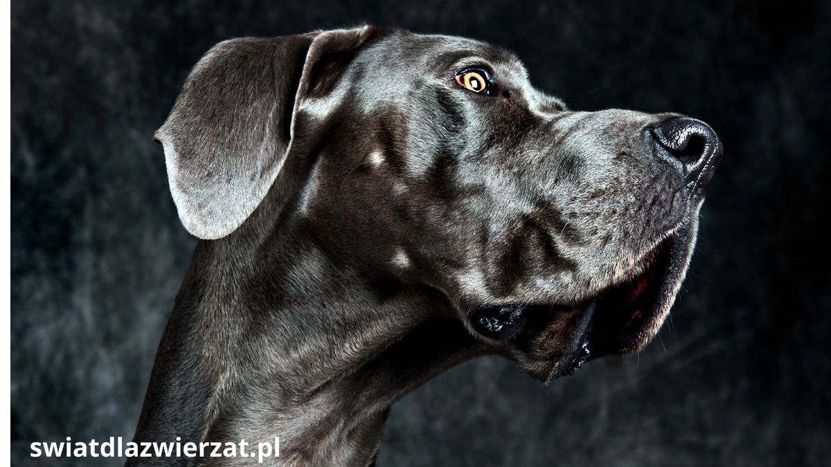 czarny Great Dane dog niemiecki, zaskoczony patrzy przed siebie