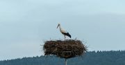 Pierwsze bociany już w Polsce. Prawdziwa wiosna na Podkarpaciu