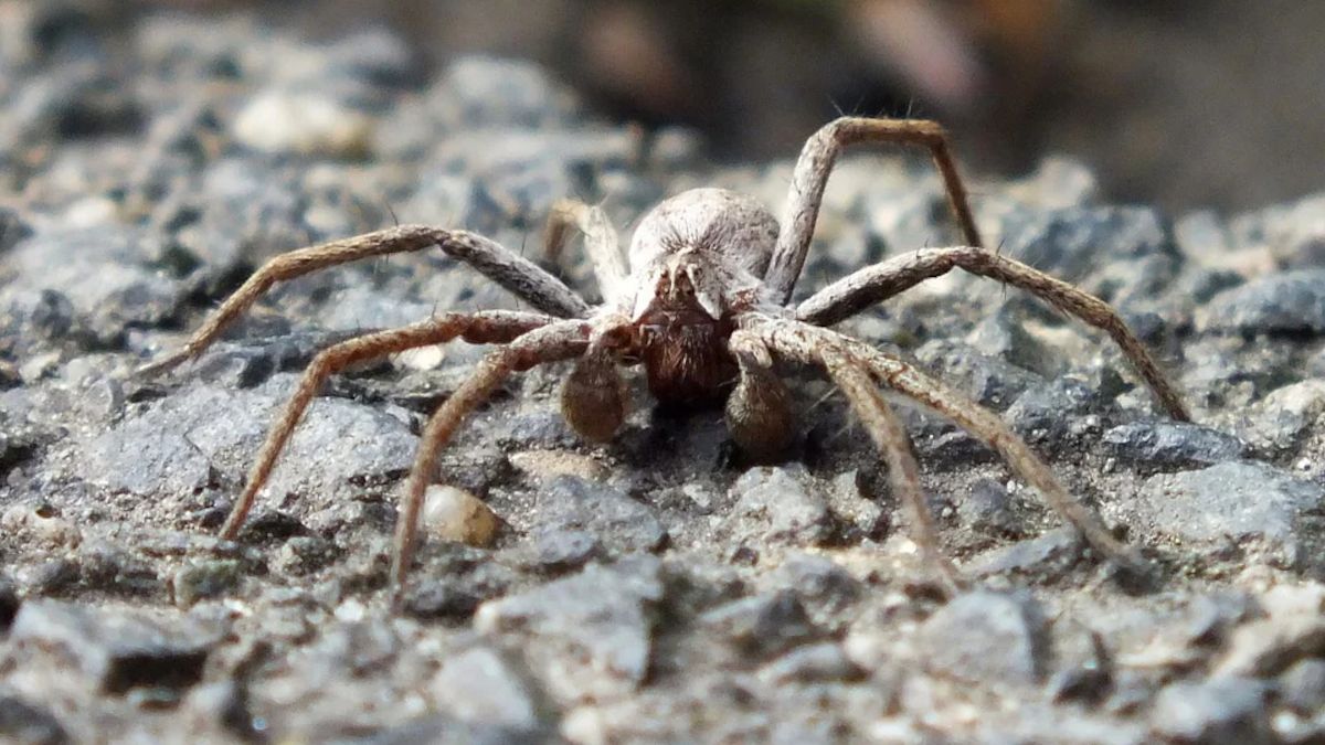 Pająk Nosferatu jest już w Polsce.