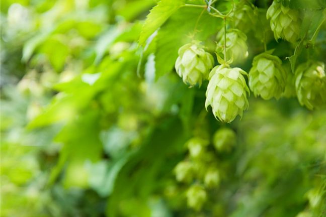 Chmiel obniża ciśnienie krwi oraz pomaga w problemach trawiennych