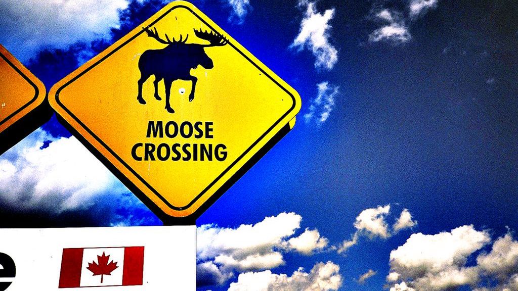 Łoś kontra nerd - 0:1 1