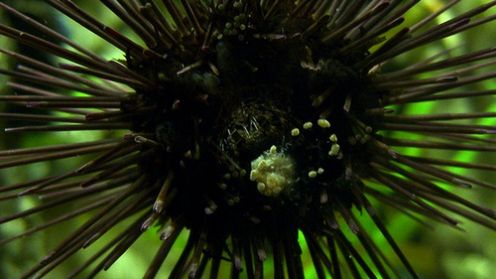 Narzędzia niewymagające ostrzenia wzorowane na zębach jeżowców 1