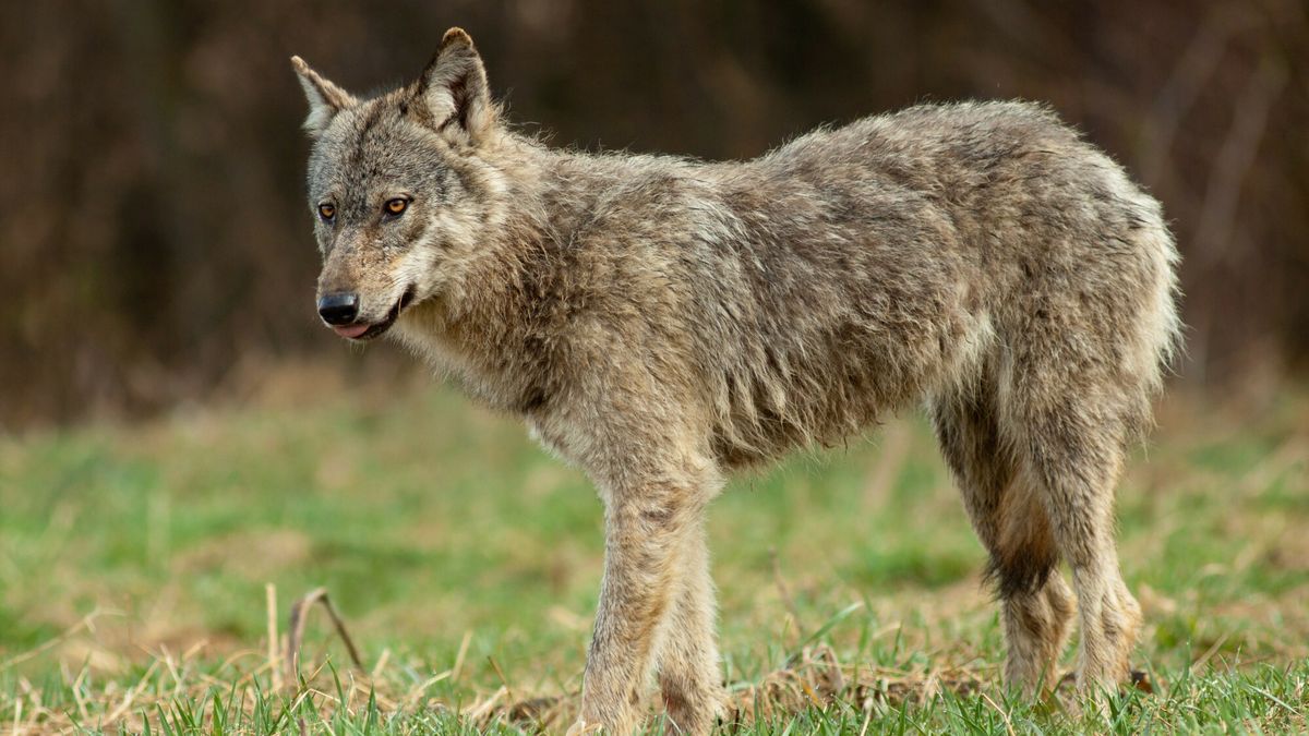 Dzikie bieszczadzkie wilki
04.04.2017 Bieszczady, dolina Sanu n/z Wilk europejski (Canis lupus)  fot. Adrian Slazok/REPORTER
Adrian Slazok/REPORTER