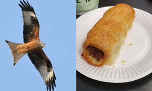 Sprytny ptak ukradł bułkę z kiełbasą. Zdjęcie hitem sieci