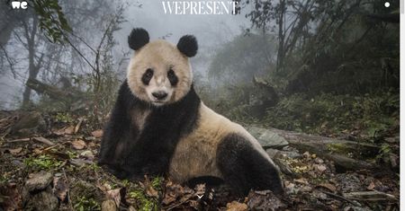 WeTransfer nie tylko do przesyłania zdjęcia. To źródło inspiracji!
