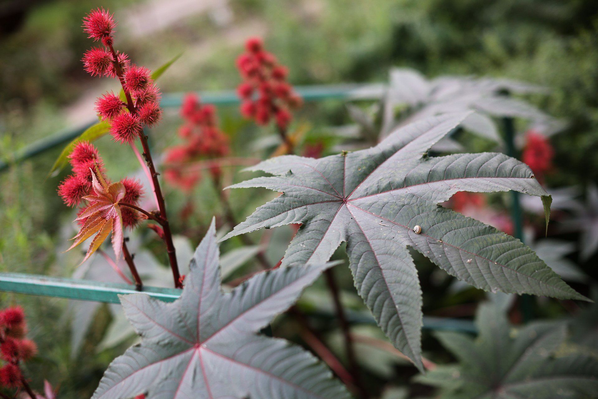 Rącznik pospolity (Ricinus communis) w Ogrodzie Botanicznym Uniwersytetu Jagiellońskiego w Krakowie