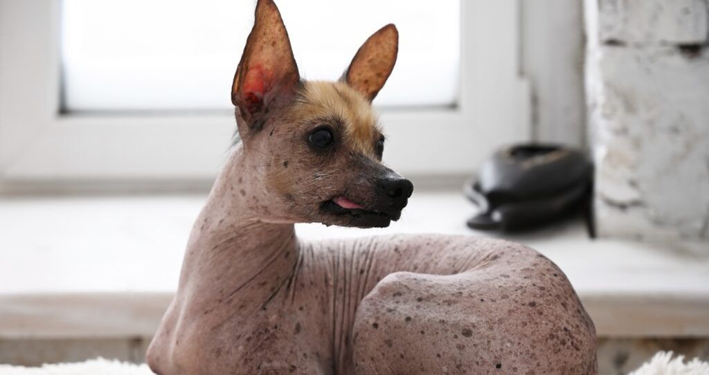 Xoloitzcuintli