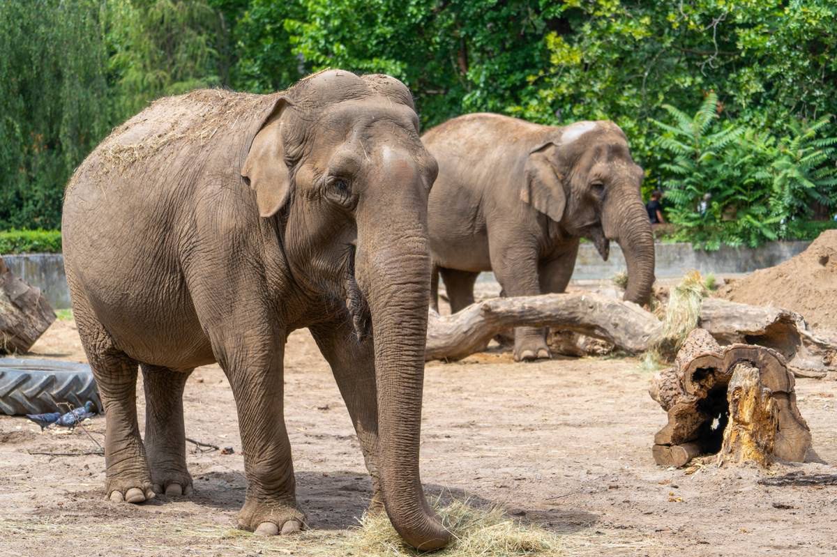 ZOO Wrocław świętuje 160-lecie: Odsłonięcie Alei Gwiazd, wyjątkowe wystawy i atrakcje dla rodzin przez cały jubileuszowy weekend