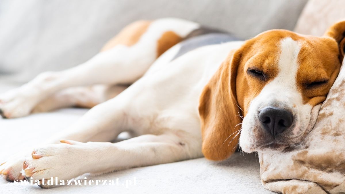 Pies rasy beagle — co warto wiedzieć?