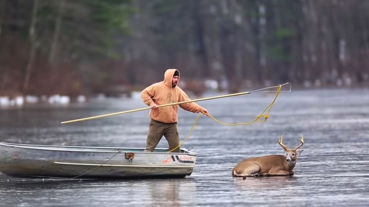 Mężczyzna uratował jelenia na zamarzniętym jeziorze. Widać to na filmie 1