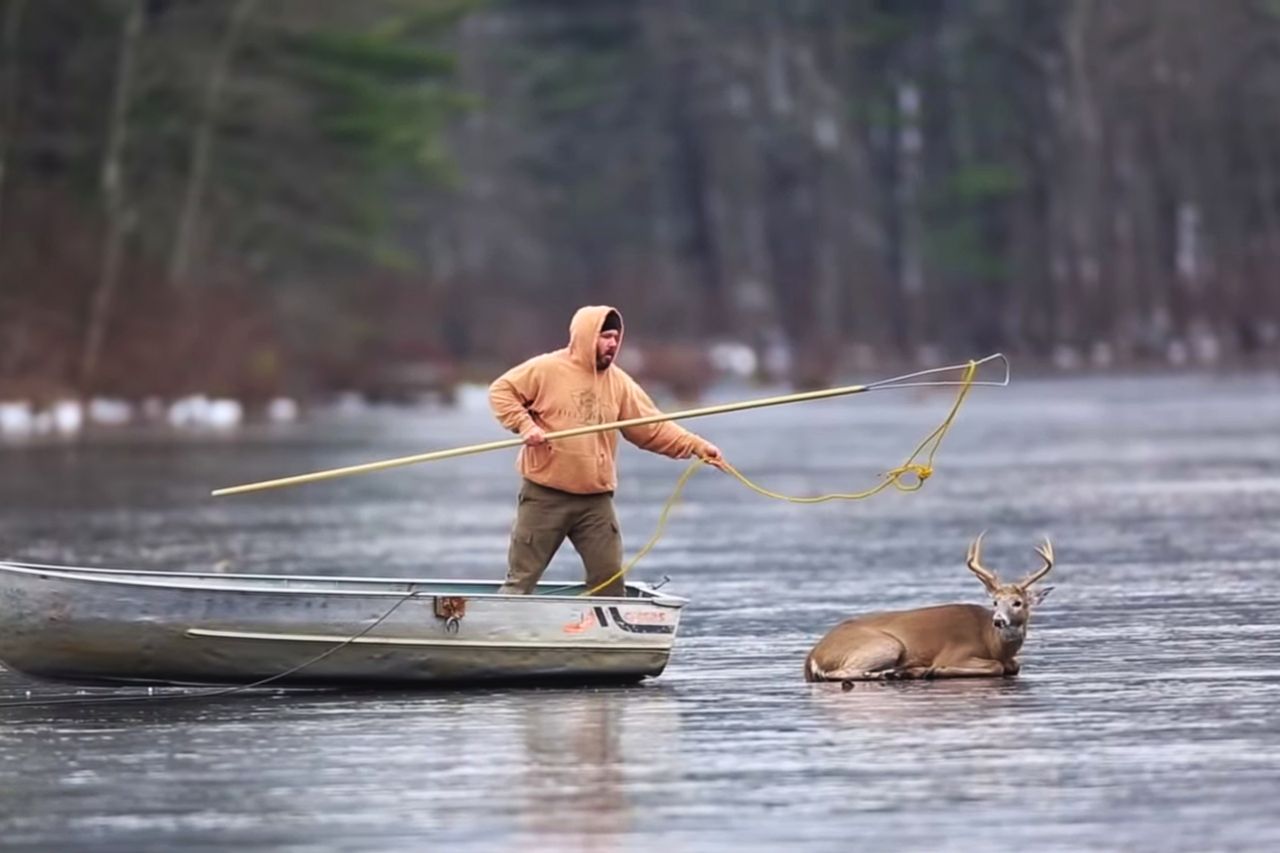 Mężczyzna uratował jelenia na zamarzniętym jeziorze. Widać to na filmie