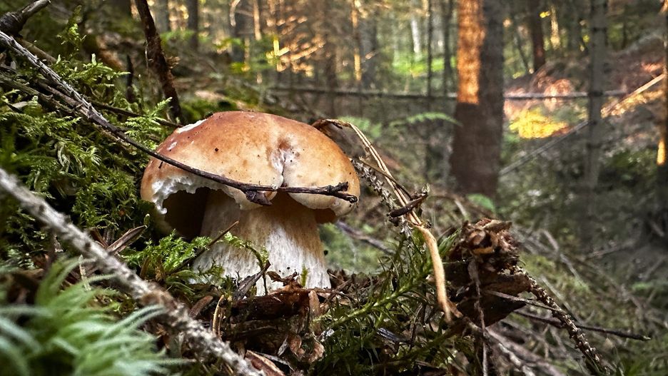 Jeleniogórzanie na grzyby wybierają się najchętniej w Rudawy Janowickie i Bory Dolnośląskie. W galerii znajdziecie konkretne miejscówki