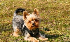 Będzin. Ukradł yorka, nie zauważył, że nagrała go kamera monitoringu