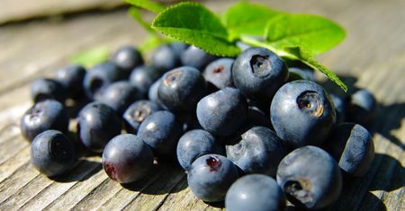 Borówka czarna (Vaccinium myrtillus) – właściwości i zastosowanie borówki czarnej