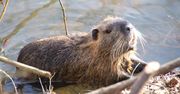Tama miała kosztować 5 mln zł. I wtedy do akcji weszły bobry