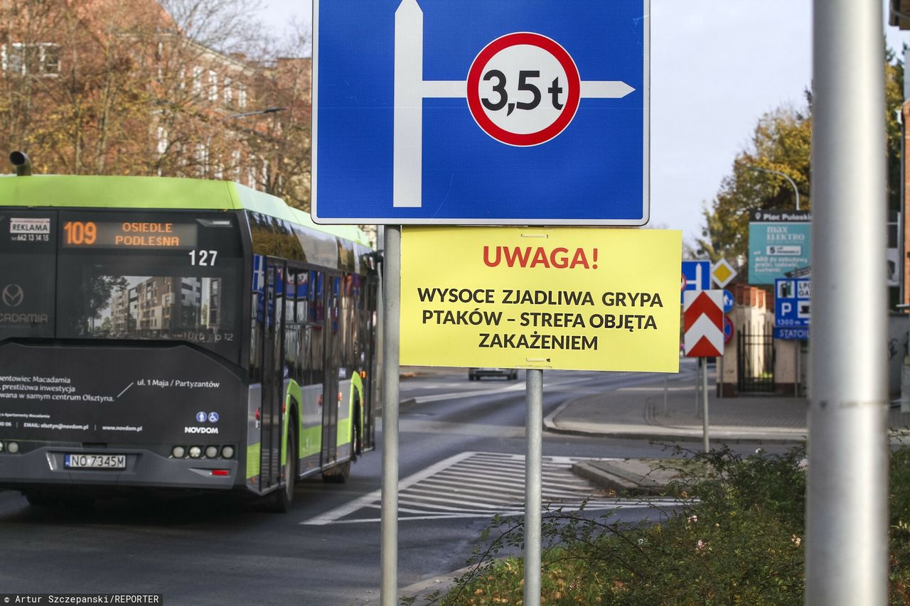 Epidemia uderza w polski drób i gospodarkę. KE negocjuje z rządem restrykcje