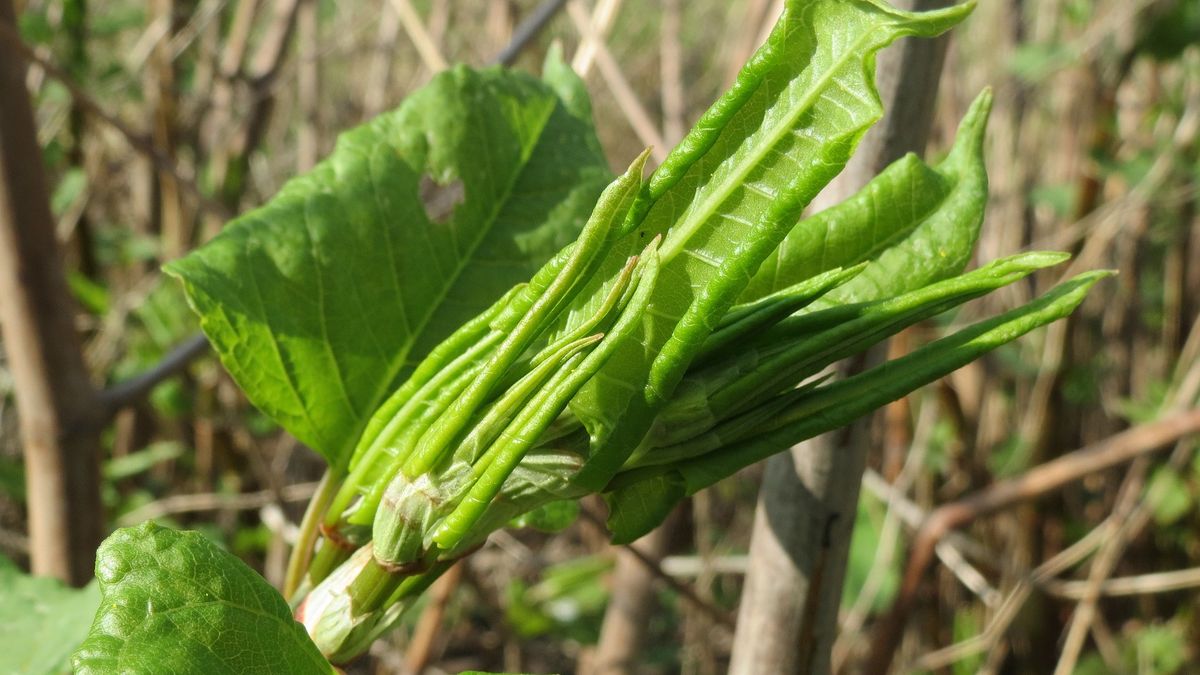 Rdestowiec ostrokończysty — dlaczego nie należy go uprawiać?