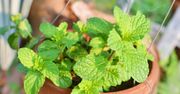 Poczuj miętę. Mięta w kuchni i domowej apteczce