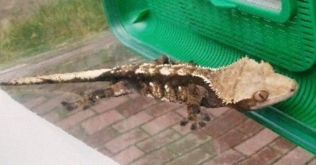 Poszedł wyrzucić śmieci. Gdy otworzył śmietnik aż zamarł